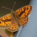 Papillon sur la balançoire
