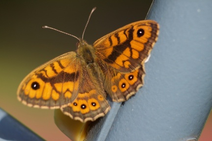 Papillon sur la balançoire